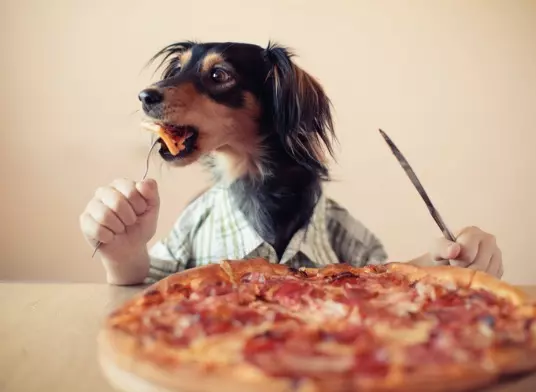 Can Dogs eat Pizza Crust
